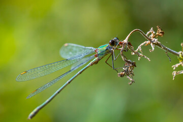 Detail closeup of a western willow emerald damselfly Chalcolestes viridis