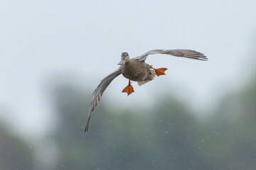 Closeup of a northern shoveler duck, anas clypeata, in flight
