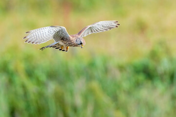 Kestrel falco tinnunculus closeup in flight