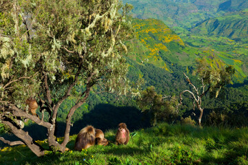 BABUINO GELADA -  Gelada Baboon (Theropithecus gelada), Parque Nacional Montañas Simien, Etiopia, Africa