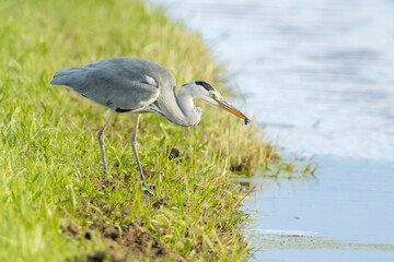 Grey heron, Ardea cinerea, waterfowl hunting in wetland