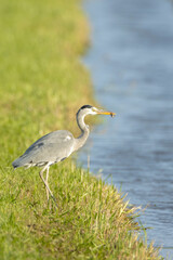 Grey heron, Ardea cinerea, waterfowl hunting in wetland