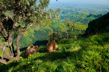 BABUINO GELADA -  Gelada Baboon (Theropithecus gelada), Parque Nacional Montañas Simien, Etiopia, Africa