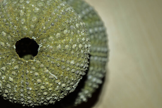 Top view of a Green Sea Urchin Shell on a wooden surface