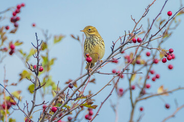 Closeup of a Song thrush Turdus philomelos bird singing in a tree