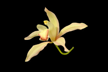 yellow orchid flower isolated on black