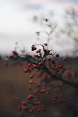 red autumn leaves