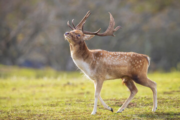 Fallow deer stag rut during Autumn season.