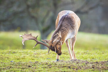 Fallow deer stag rut during Autumn season.