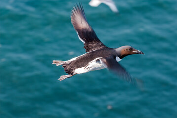 Thick-billed Murre (Uria lomvia) at St. George Island, Pribilof Islands, Alaska, USA