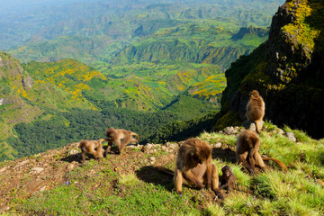 BABUINO GELADA -  Gelada Baboon (Theropithecus gelada), Parque Nacional Montañas Simien, Etiopia, Africa