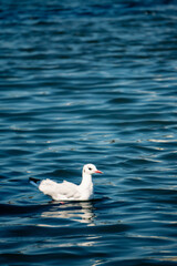 Bird in the water
