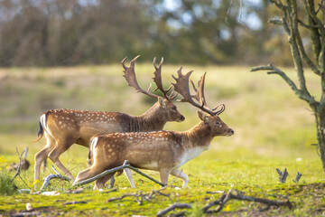 Naklejka na ściany i meble Two Fallow deer stags, dama dama, fighting in rutting season