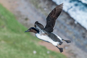 Thick-billed Murre (Uria lomvia) at St. George Island, Pribilof Islands, Alaska, USA
