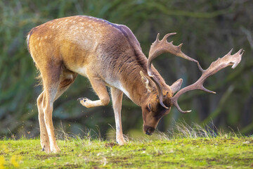 Fallow deer stag rut during Autumn season.