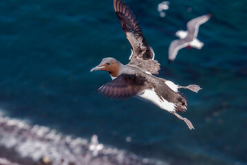 Thick-billed Murre (Uria lomvia) at St. George Island, Pribilof Islands, Alaska, USA