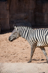 Fototapeta na wymiar Zebra spaziert durch die warme Herbstsonne