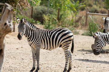Fototapeta na wymiar young zebra in a corral of a farm