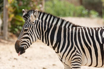 Fototapeta na wymiar young zebra in a corral of a farm