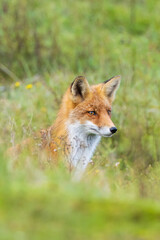 Young Wild red fox, vulpes vulpes, juvenile