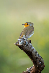 European robin bird Erithacus rubecula perched