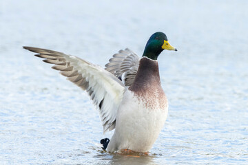 Washing mallard dabling duck, Anas platyrhynchos, portrait