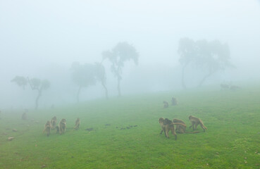 BABUINO GELADA -  Gelada Baboon (Theropithecus gelada), Parque Nacional Montañas Simien, Etiopia, Africa