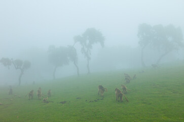 BABUINO GELADA -  Gelada Baboon (Theropithecus gelada), Parque Nacional Montañas Simien, Etiopia, Africa