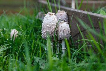  Fungal growth, mushrooms nature forest.Beautiful close up view of coprinus Comatus shaggy ink cap...