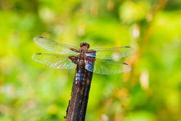 Libellula depressa, the broad-bodied chaser or broad-bodied darter male