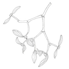 branch of mistletoe hand drawing on a white background. Botanical graphics to kinship.