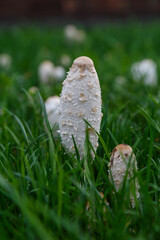  Fungal growth, mushrooms nature forest.Beautiful close up view of coprinus Comatus shaggy ink cap mushroom on green grass background.