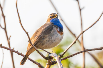 Closeup of a blue-throat bird Luscinia svecica cyanecula singing in a tree