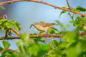 Whitethroat bird, Sylvia communis, foraging in a meadow