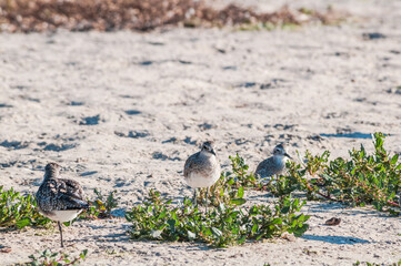 Black-bellied Plover (Pluvialis squatarola) in Malibu Lagoon, California, USA