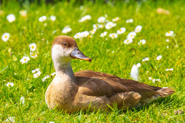 Female red-crested pochard Netta rufina waterfowl, low point of view.