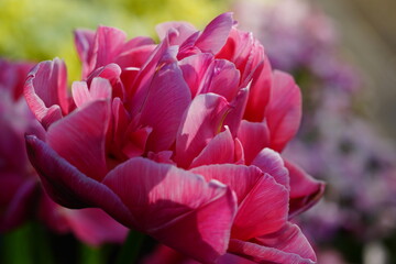 赤色の花と背景の紫色の花