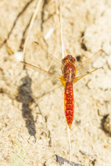 Obraz premium Scarlet dragonfly male, Crocothemis erythraea