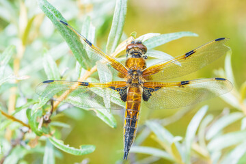 Close-up of a four-spotted chaser Libellula quadrimaculata dragonfly