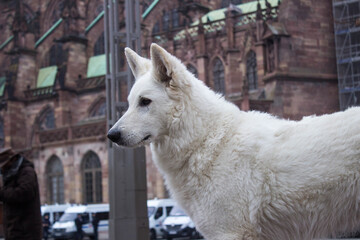 white wolf in winter