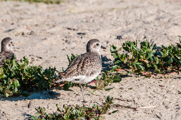 Black-bellied Plover (Pluvialis squatarola) in Malibu Lagoon, California, USA