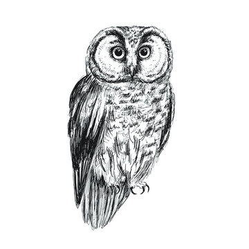 Boreal owl sketch isolated on white background. Vintage bird vector illustration.