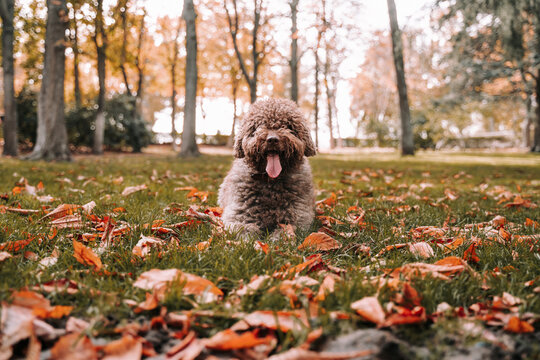 A beautiful spanish water dog lying down on the ground while looking at the camera. It having fun in the park in a sunny autumnal day. Pets outdoors