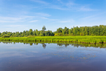 Summer landscape. Lake in the forest.