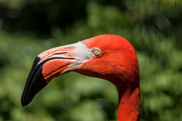 Caribbean Flamingo (Phoenicopterus ruber)