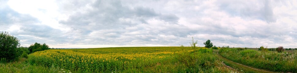Naklejka premium Sunflower field in the afternoon. Panorama of beautiful nature landscape. Farm field idyllic scene