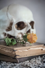 Retro Still life with dry rose and skull on old vintage book and lace