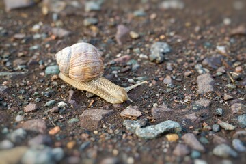 Snail crawling on ground after rain.