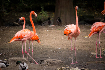 flamingos in zoo