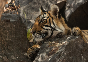 Tiger cub under tree shade, Ranthambore Tiger Reserve